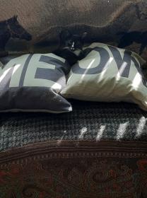 Brio on Meow Pillows.jpg