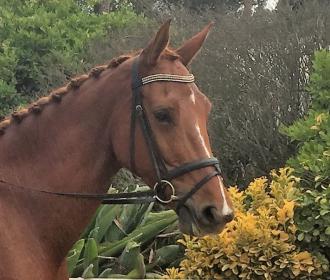 Browband.JPG