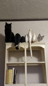 Pharaoh and Atticus with Cat Pillows on Bookcase 042218.jpg