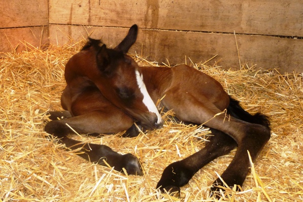 BugattixNebelhorn 12 hrs old.JPG