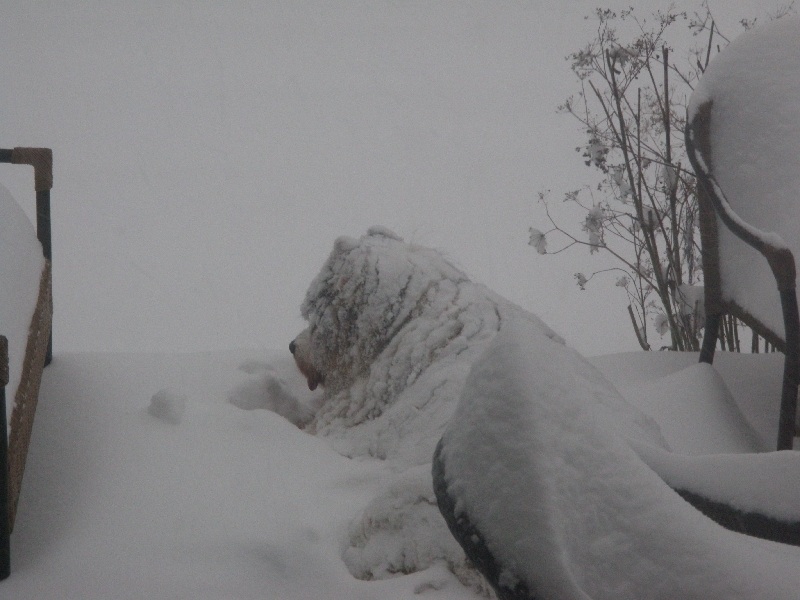 Tabbetha in Snow.jpg