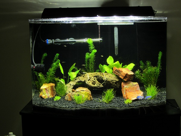 bigtank033012sm.jpg