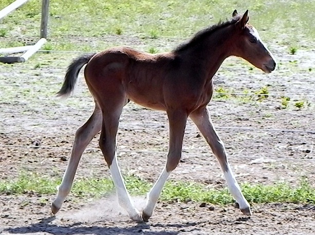 Ed Venture by Escapade for sale1.jpg