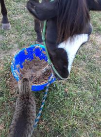 Satin and Twister's Dish.jpg