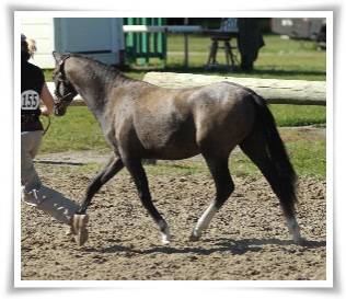kodytrot3.jpg
