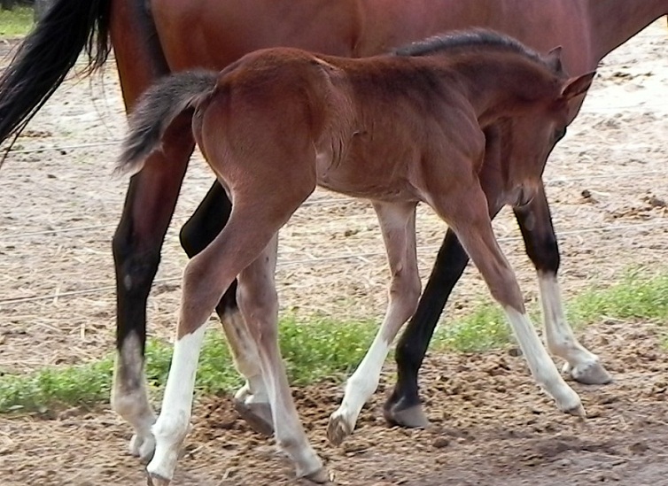 Ed Venture by Escapade trotting.jpg