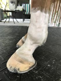 New Left HInd.jpg
