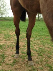 yearling2.jpg