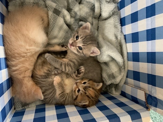 box kittens