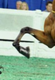 hoof.jpg