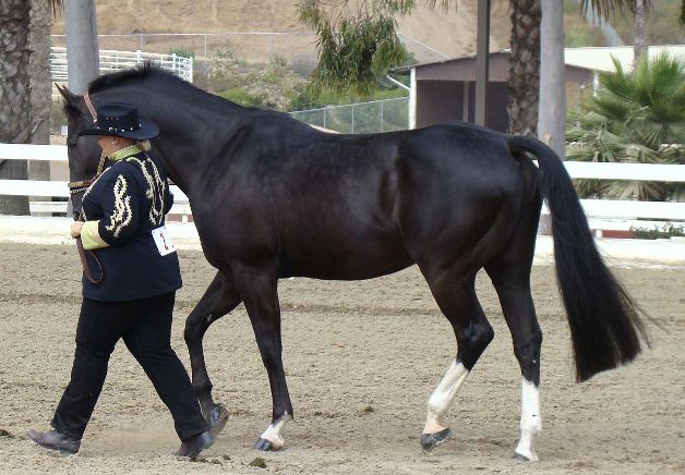 smaller showmanship jog.jpg