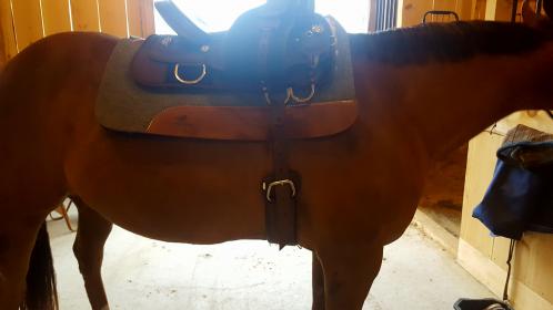 UPDATED with pics! Western newbie - how to get the cinch tight enough?? -  Western - Chronicle Forums