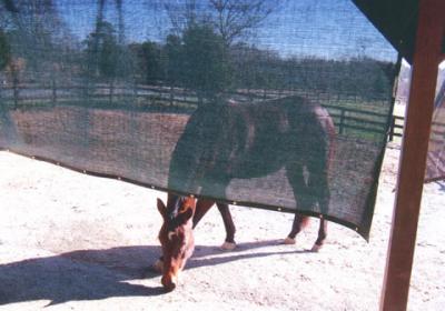 horse5.jpg