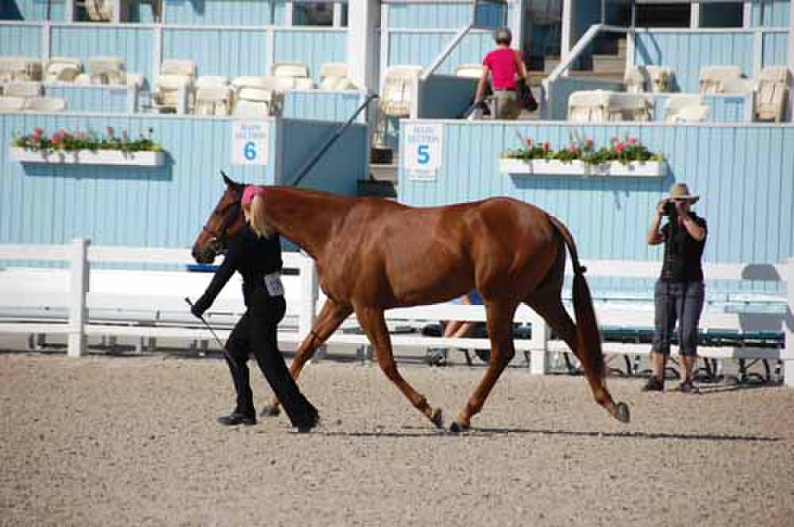 dsc_9728Devin trot.jpg