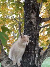 Cotton in Tree 4 Autumn 2020.jpg