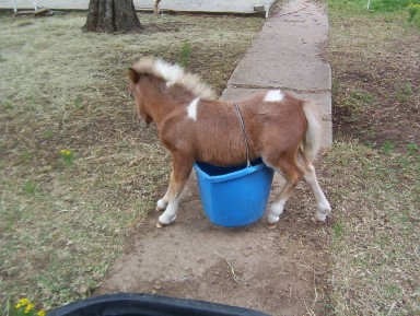Pony in bucket1