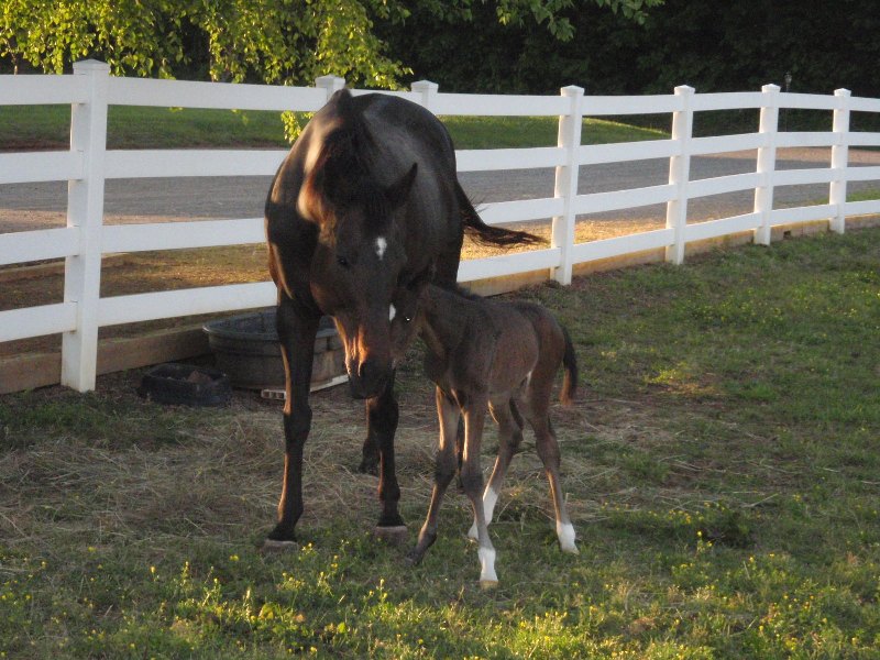 Mascara and Foal 2.jpg