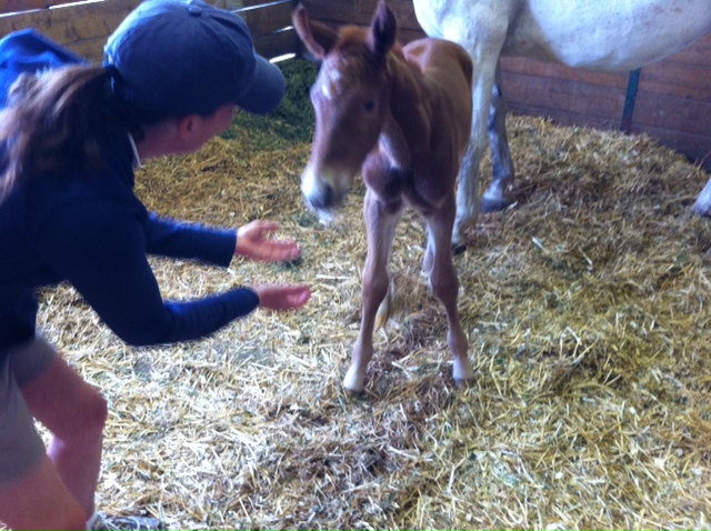 Portia colt 2011 3.jpg