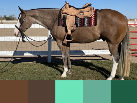 What colors do we like on different colors of horses? (the thread where we  show off our pretty horses in their pretty clothes) - Off Course -  Chronicle Forums
