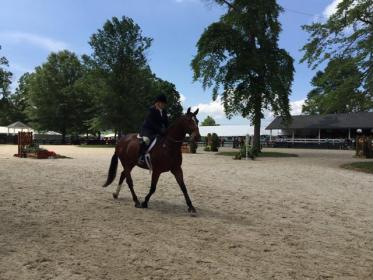 Chief 2015 Upperville.jpg