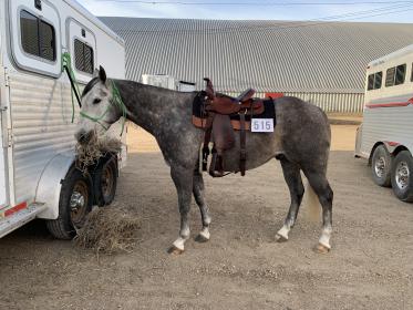 2019-05-05 Shotgun at AQHA 2.JPG