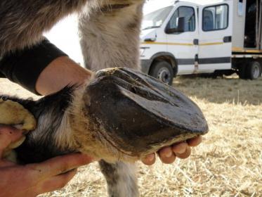barefoot endurance hoof pic 1.jpg