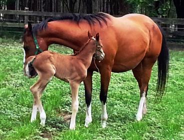 Audey filly and dam resized.jpg