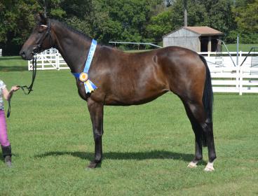 Pavlova at Hanoverian Inspection.JPG