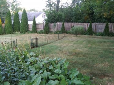 dog yard.jpg