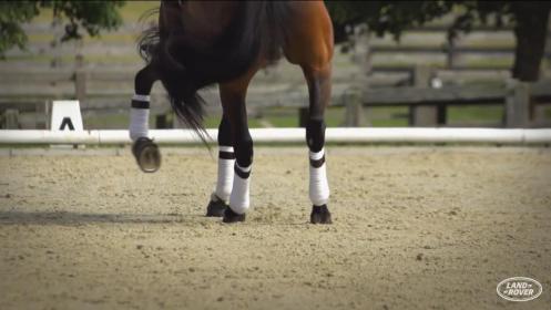 Dressage leg outlet wraps