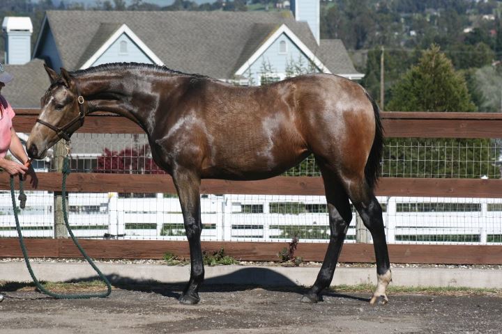 coastal yearling.jpg
