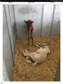 nursemare foals at va horse expo.jpg
