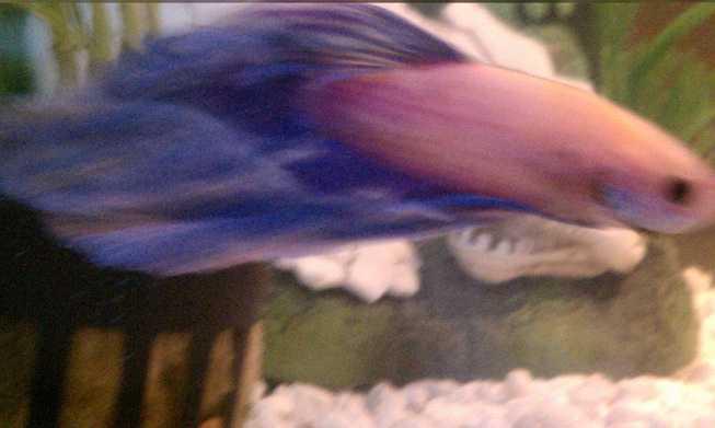 george2.jpg