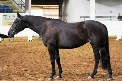 Indigo_idhsna_2010 profile_ad.jpg