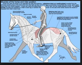 dressage position.JPG