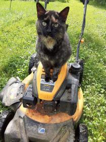 Rascal on Mower.jpg