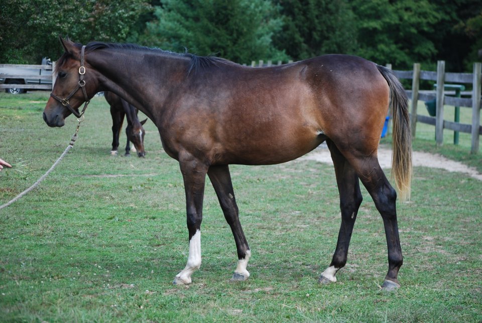 april yearling.jpg