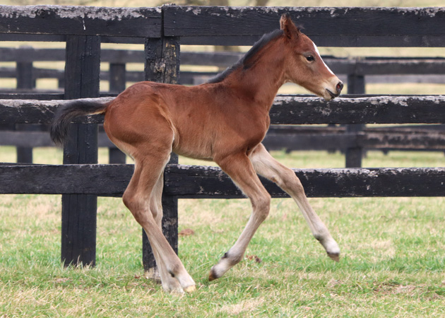 colt-2025-3-15