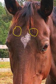 pony.jpg