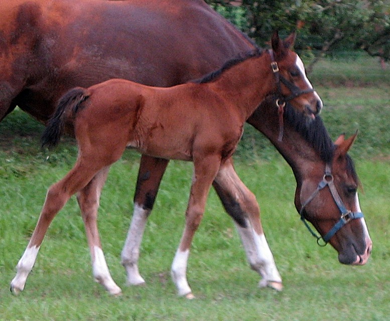 Audey colt Jun IMG_4444 resized.JPG