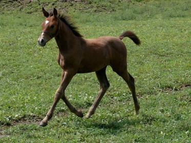 Felicity_trot_08_11_2012.jpg