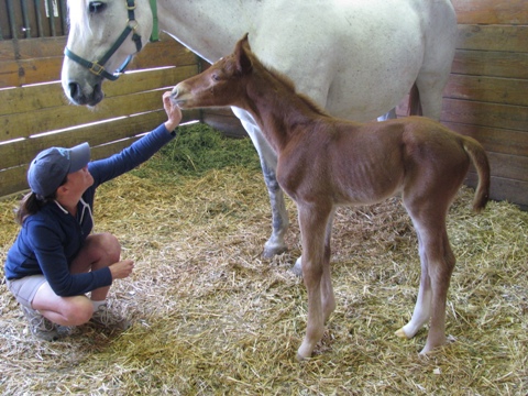 Portia colt 2011 10.JPG