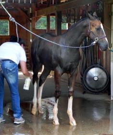 Colt by Amazing on crossties.jpg