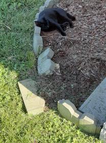 Bagheera in Askew Flower Bed.jpg