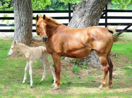 2012 foalgweb.jpg