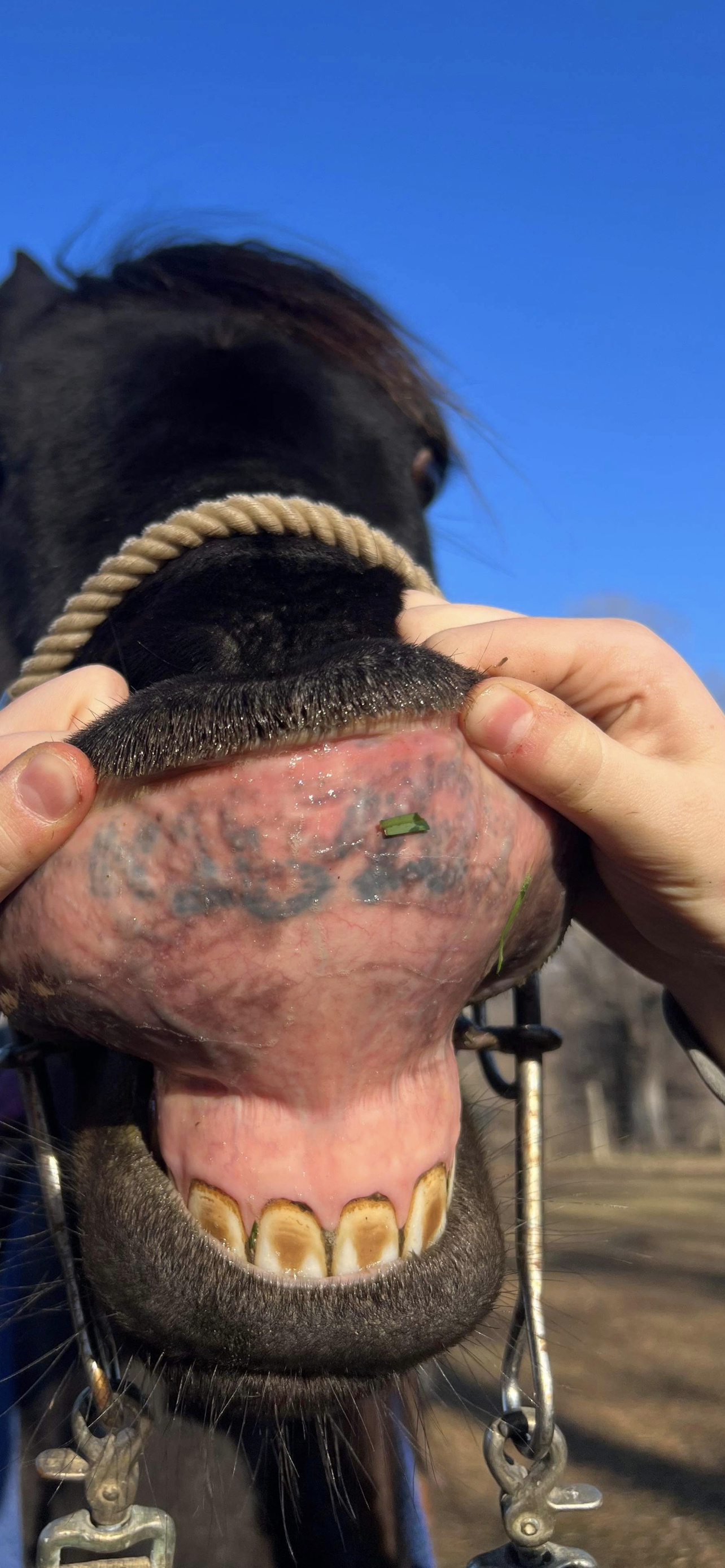 Lip tattoo on appendix mare  Racing  Chronicle Forums
