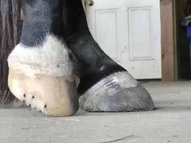 Dixie hind feet July 19 2018 001.JPG