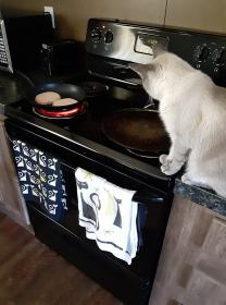 Atticus Coveting Turkey Burgers.jpg