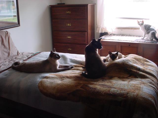 Five Cats in Thunderstorm