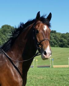 wally_sara_plantation June 2016 head shot.jpg